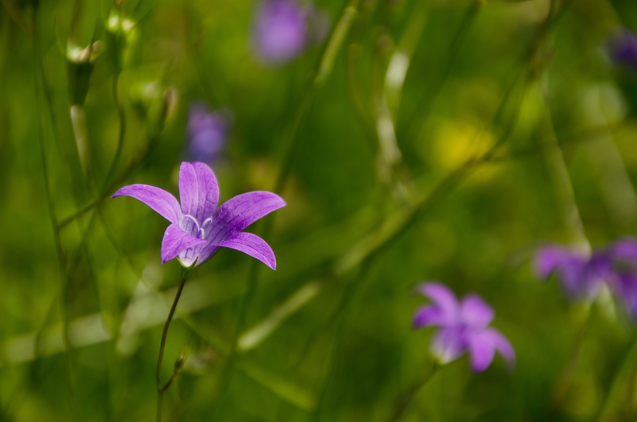 The Role of Community Gardens in Urban Sustainability